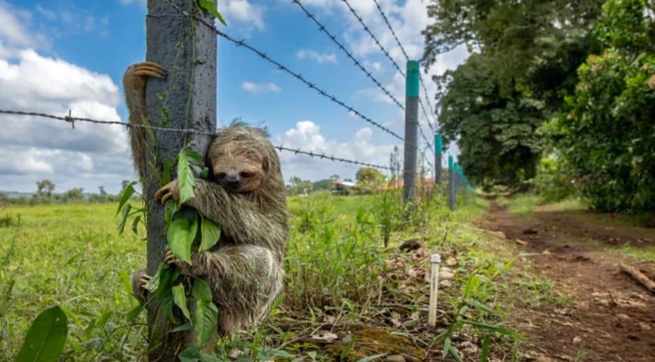 disappearing wildlife