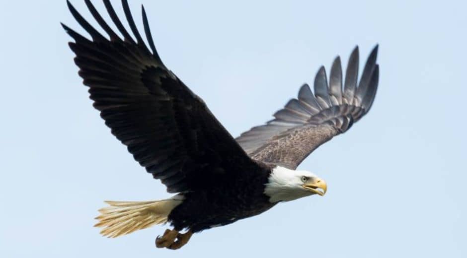 bald eagle