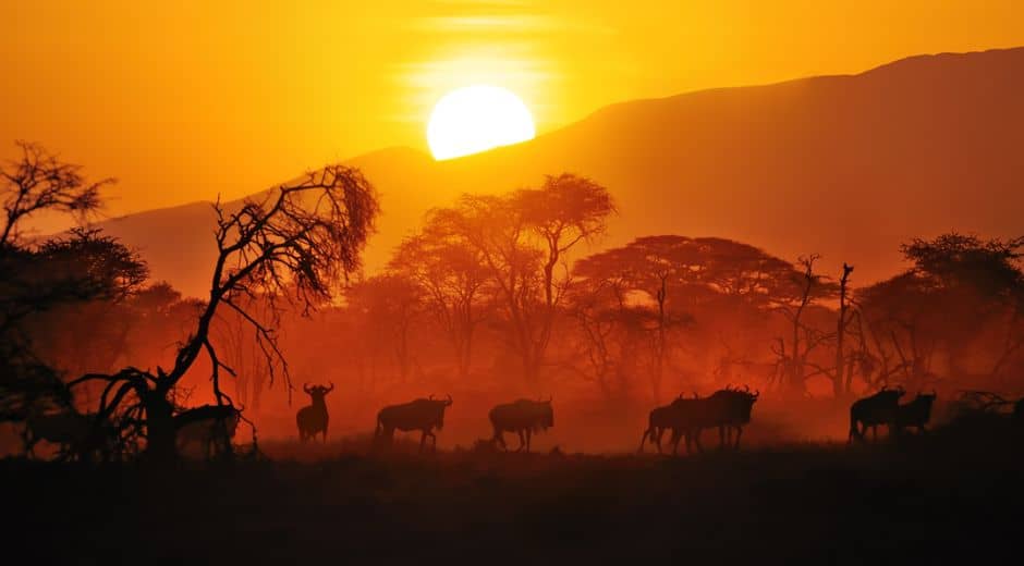 wildlife