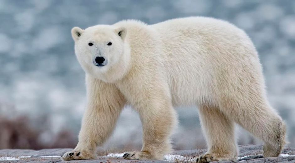 polar bear